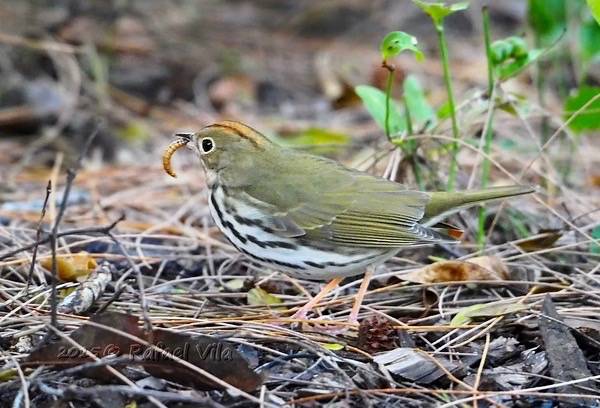 Got the bug! I had literally to put the camera on the ground to get this eyes level shot -- Ovenbird - Reinita Hornera (Seiurus aurocapilla) by Rafael Vila is licensed under CC BY-NC-ND 2.0